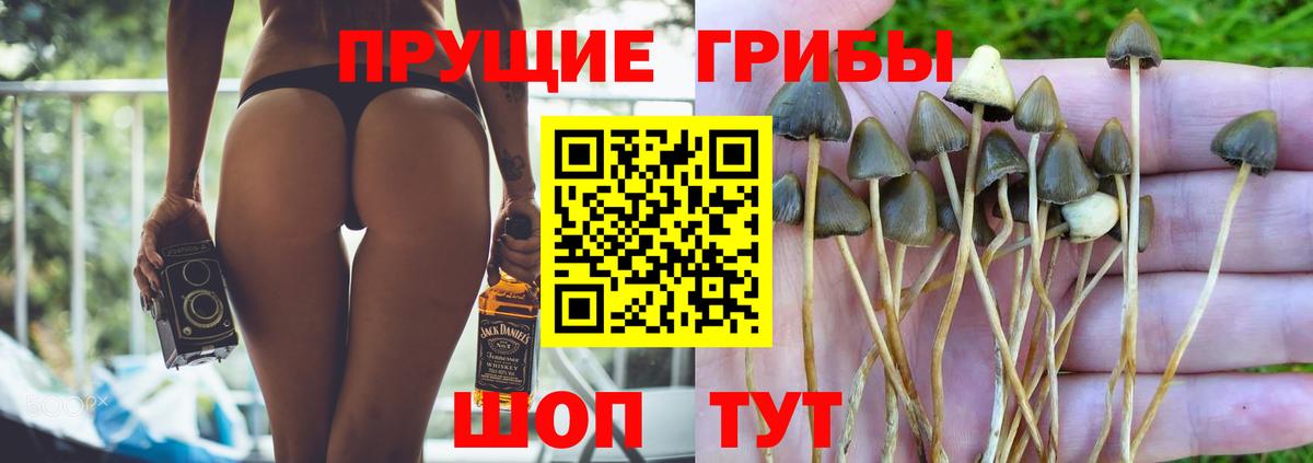 Лабинск  Псилоцибиновые грибы Psilocybine cubensis  Вход с VPN 